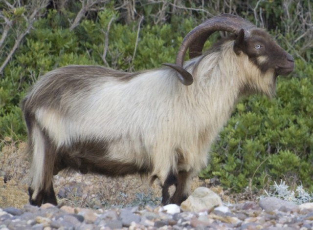 BOUC reserve scandola