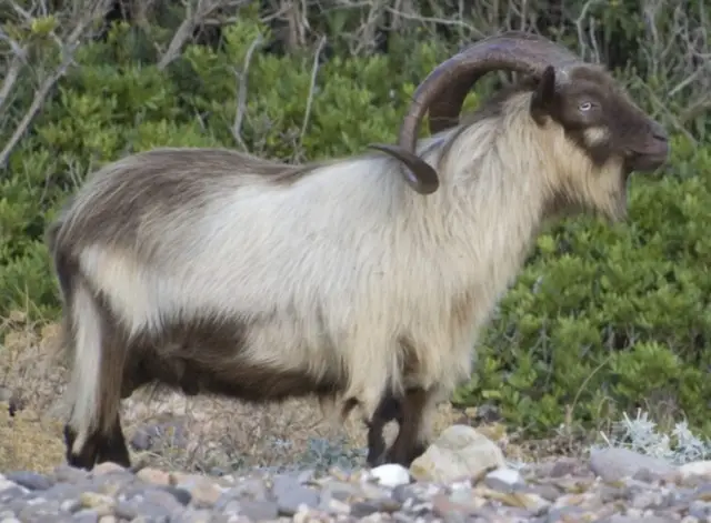 BOUC reserve scandola
