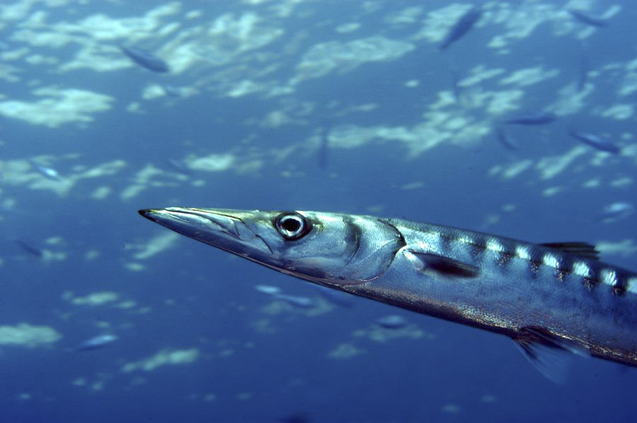 Barracuda reserve de scandola