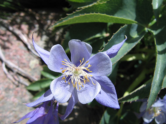 Aconi bleue réserve de Scandola