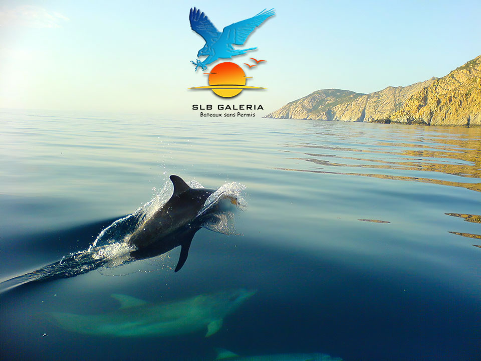 DAUPHINS GOLFE DE GALERIA