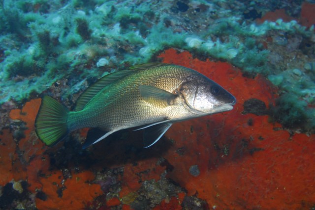 corb reserve scandola