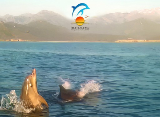 dauphins golfe de Galeria
