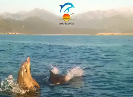 dauphins golfe de Galeria