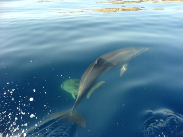 dauphins reserve scandola