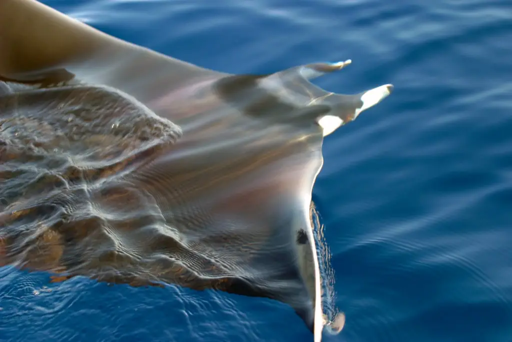diable des mer reserve de scandola
